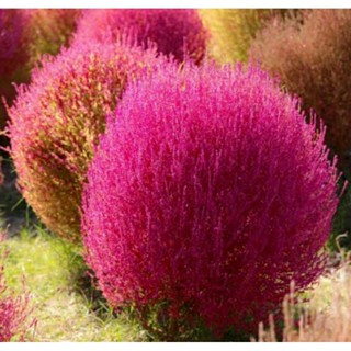 เมล็ดพันธุ์หญ้าเบิร์นนิ่ง บุช โคเชีย(Burning Bush Kochia Grass Seed)บรรจุ 50 เมล็ด ของแท้ คุณภาพดี ราคาถูก นำเข้าจากต่าง