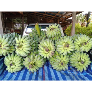 กล้วยน้ำว้าดิบ ตัดสดจากสวาน ราคาถูก มะลิอ่องแท้