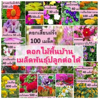 ดอกไม้พื้นบ้านสวนแทนใจไร่ดอกเหงื่อ เมล็ดพันธุ์ปลูกต่อได้