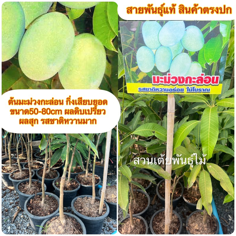 ต้นมะม่วงกะล่อนกิ่งเสียบยอด ขนาด50-80cm ผลดิบเปรี้ยว ผลสุก รสชาติหวานมาก