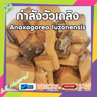 กำลังวัวเถลิง สะบันงา สมุนไพรแผนโบราณ สมุนไพรดองยา สมุนไพรไทย Anaxagorea luzonensis A. Gray สดใหม่ รับประกันคุณภาพ