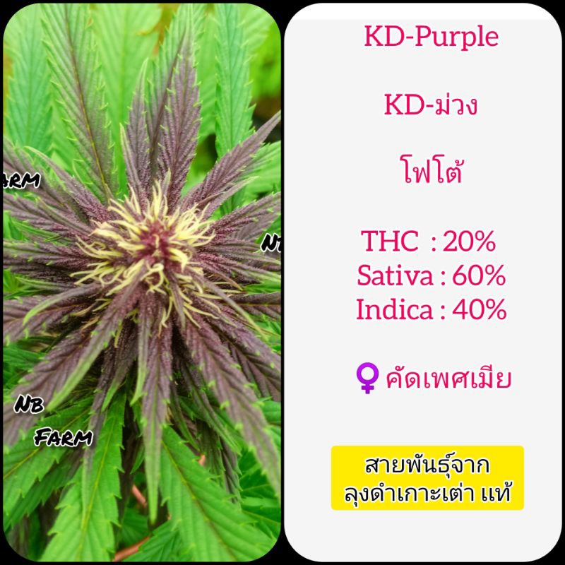 KD-ม่วง โฟโต้ คัดเพศเมีย สายพันธุ์จากลุงดำ เมล็ดกัญชาลุงดำ ของเเท้ 100%