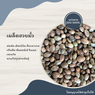 เมล็ดฮวยมั้ว (แบ่งขาย 200-500G.) สำหรับฝึกนก ให้รางวัลนก