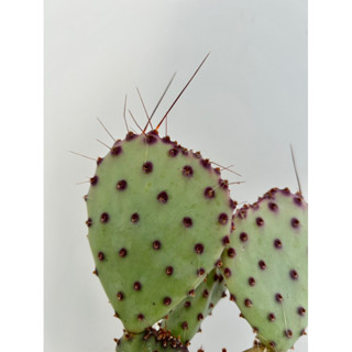 แคคตัส ซานตาริต้า Santa Rita Cactus Opuntia​ (แพดตัดสดขนาด5cm+)