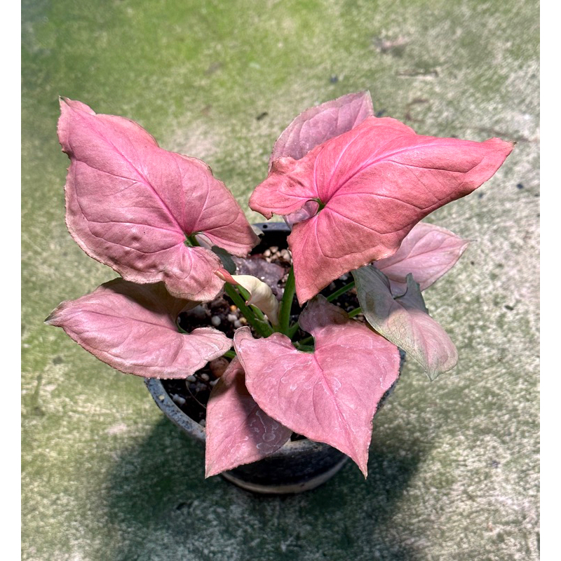 ออมชมพูญี่ปุ่น ( Syngonium pink perfection )