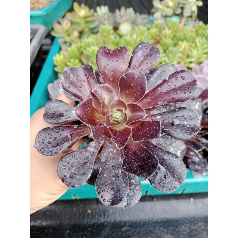 อีโอเนียม อาโบเรียม Aeonium Arboreum ไม้อวบน้ำ กระถาง 2-3นิ้ว