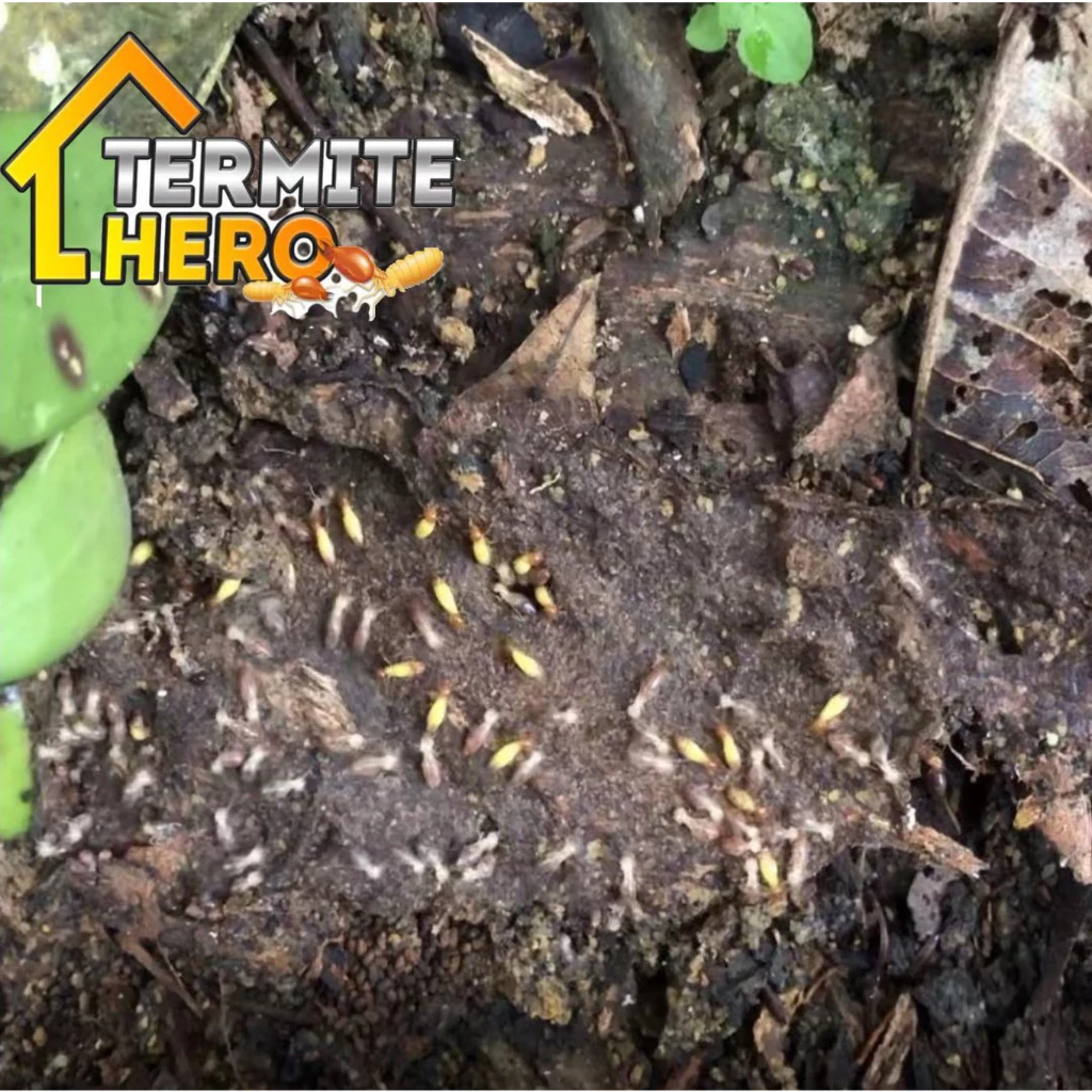 TERMITE HERO สถานีเหยื่อปลวก กับดักปลวก ระบบเหยื่อ thumbnail 5