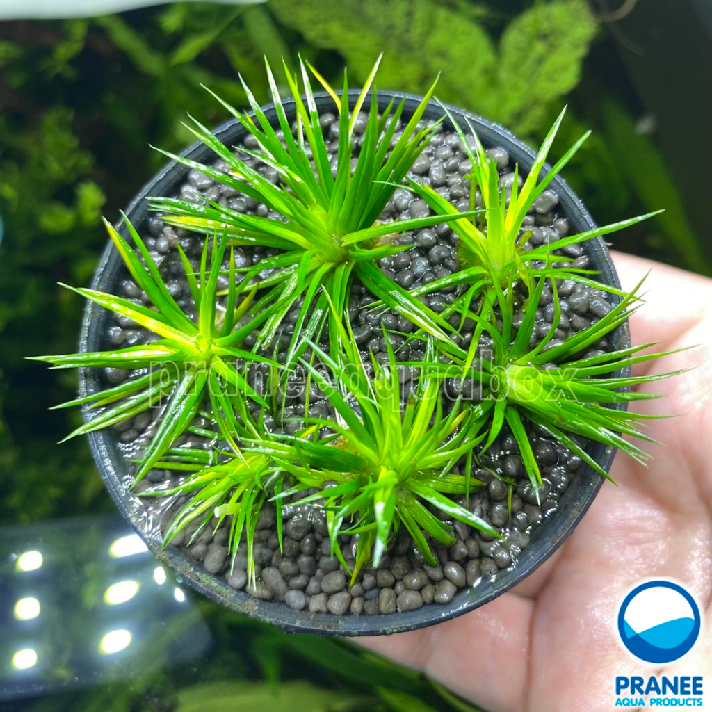 Eriocaulon cinereum ต้นกระดุมเงินน้ำ ต้นไม้น้ำพร้อมปลูก ต้นไม้น้ำ ไม้น้ำ ไม้น้ำตกแต่งตู้ปลา