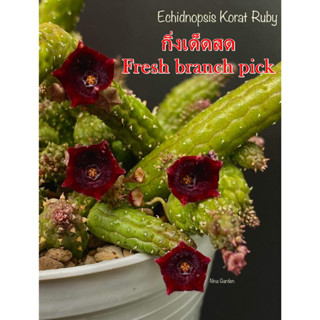 เก๋งจีน Echidnopsis Korat Ruby *กิ่งเด็ดสด* แคคตัส ไม้อวบน้ำ Cactus and Succulent