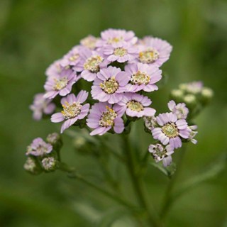 Yarrow Love Parade 10 เมล็ด พร้อมวิธีการปลูก(ดอกไม้กินได้)