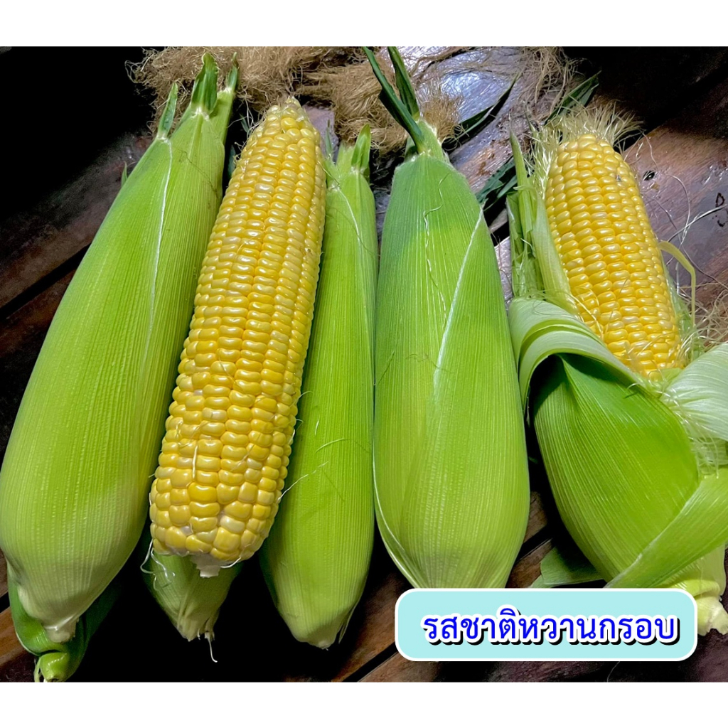 เมล็ดข้าวโพดหวาน หวานสวีท ขนาด500กรัม ตราตะวันต้นกล้า เมล็ดข้าวโพด เมล็ดพันธุ์ข้าวโพด ราคา ถูกที่สุด ดีลบีเคเค แกลเลอรีภาพที่ 7