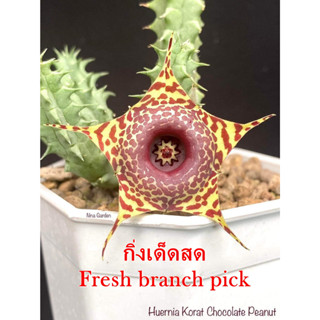 เก๋งจีน Huernia Korat Chocolate Peanut *กิ่งเด็ดสด* แคคตัส ไม้อวบน้ำ Cactus and Succulent