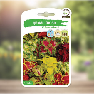 เมล็ดพันธุ์ฤาษีผสม (Coleus)