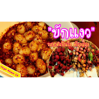 เมล็ดพันธุ์ คอแลน  บักแงว, คอลัง  สำหรับปลูก   15 เมล็ด  29 บาท