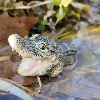 Animal Planet โมเดล Chinese Alligator