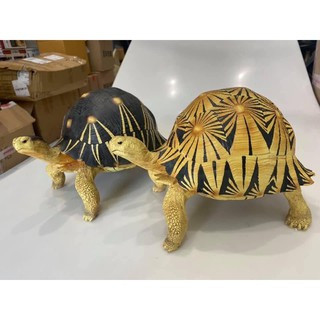 Radiated tortoise โมเดลเรซิ่น เต่าราเดียตา ขนาดใหญ่