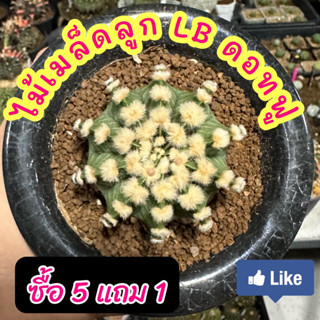 แคคตัส LBHB ดอทฟูขนาด 3-4 เซนติเมตร ไม้เมล็ดจากต้นพ่อดอทฟูของสวนมีมาให้เลือกมากกว่า 50 ต้น