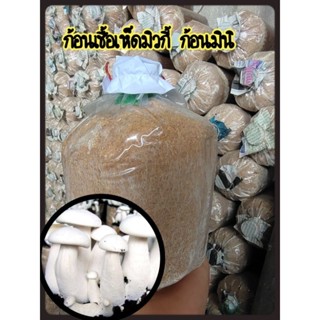 ก้อนเชื้อเห็ดมิวกี้ไซส์มินิ 3 ก้อน 65บาท พร้อมใช้