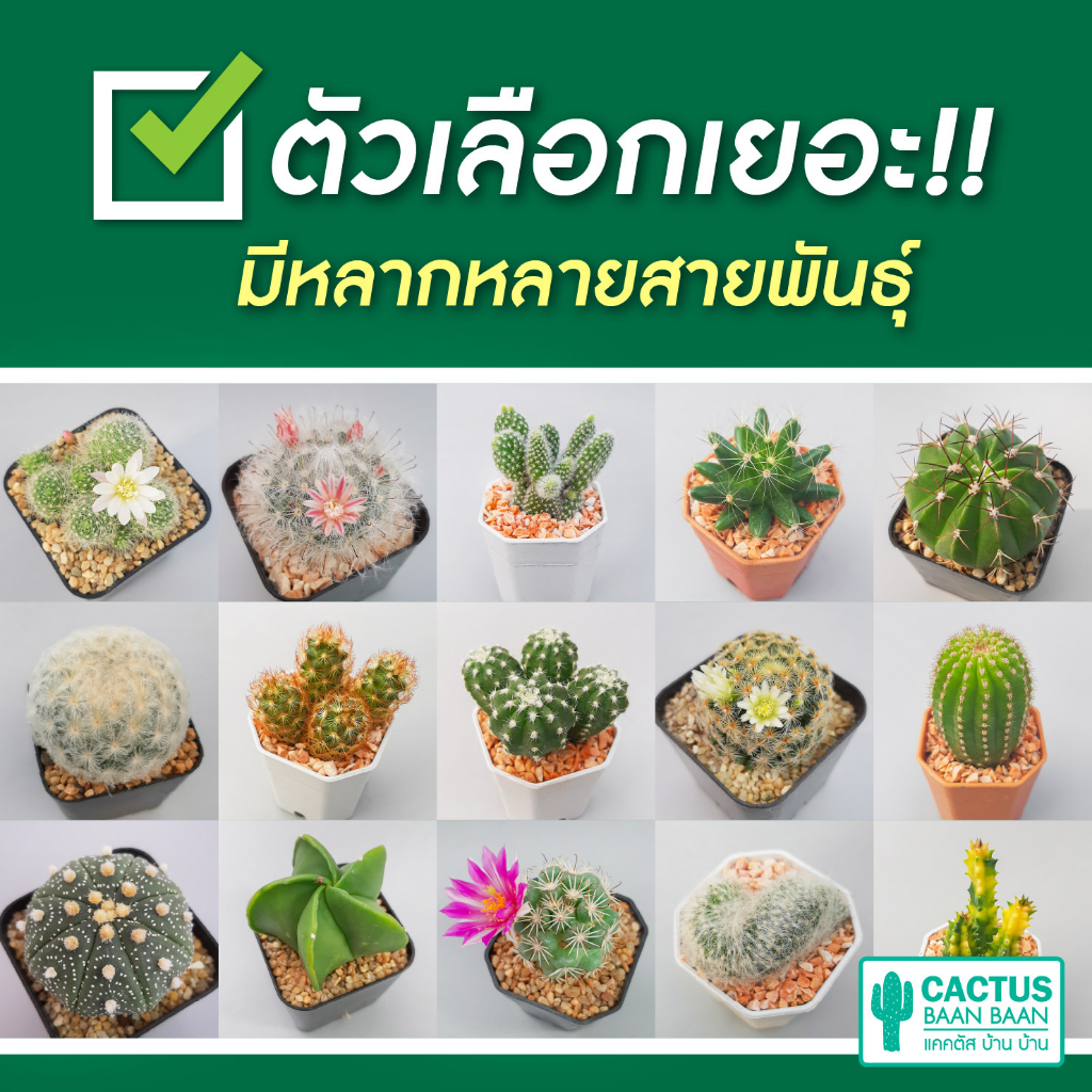 แคคตัส กระบองเพชร เริ่มต้น 20 บาท [ส่งทั้งกระถาง] ซื้อ 10 ฟรี 1 ต้น!!! ราคา ถูกที่สุด ดีลบีเคเค แกลเลอรีภาพที่ 7