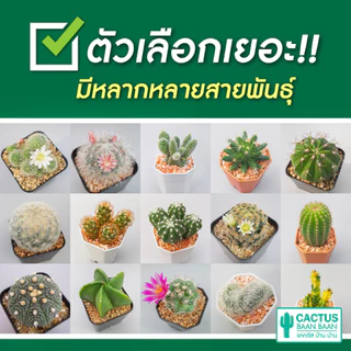 แคคตัส กระบองเพชร สำหรับมือใหม่ พร้อมส่ง [ส่งทั้งกระถาง] ซื้อ 10 ฟรี 1 ต้น!!!
