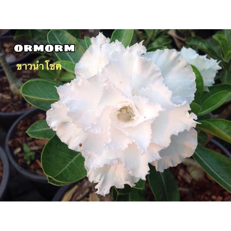 ชวนชมดอกซ้อน-ขาวนำโชค (กระถาง 6 นิ้ว) สีขาวปลายกลีบดอกแหลม