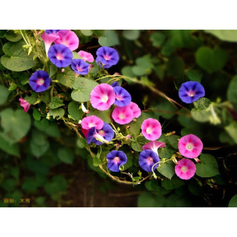 มอนิ่งกลอรี่ 100 เมล็ด คละสีสวย - รูปที่ 2