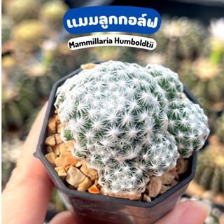 💜 แมมลูกกอล์ฟเหลี่ยม ไม้ชำหน่อ 💕 Mammillaria Humboldtii 🌷-- แคคตัส กระบองเพชร