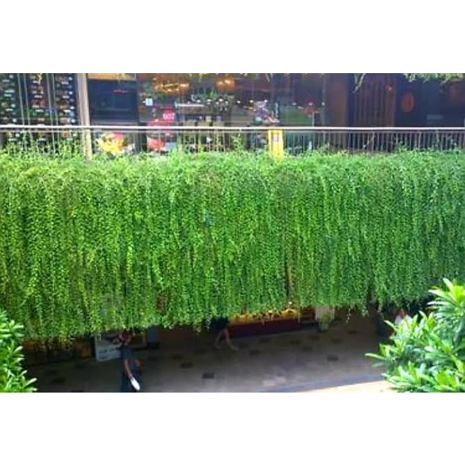 ต้นลีกวนยู ใช้ทำม่านต้นไม้ ป้องกันแสงแดดจัด พื้นพื้นที่สีเขียวได้ดี - ChayTongAong