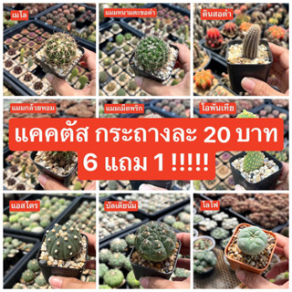 แคคตัสหลากหลายสายพันธุ์ ต้นละ 20 บาท (6 แถม 1)