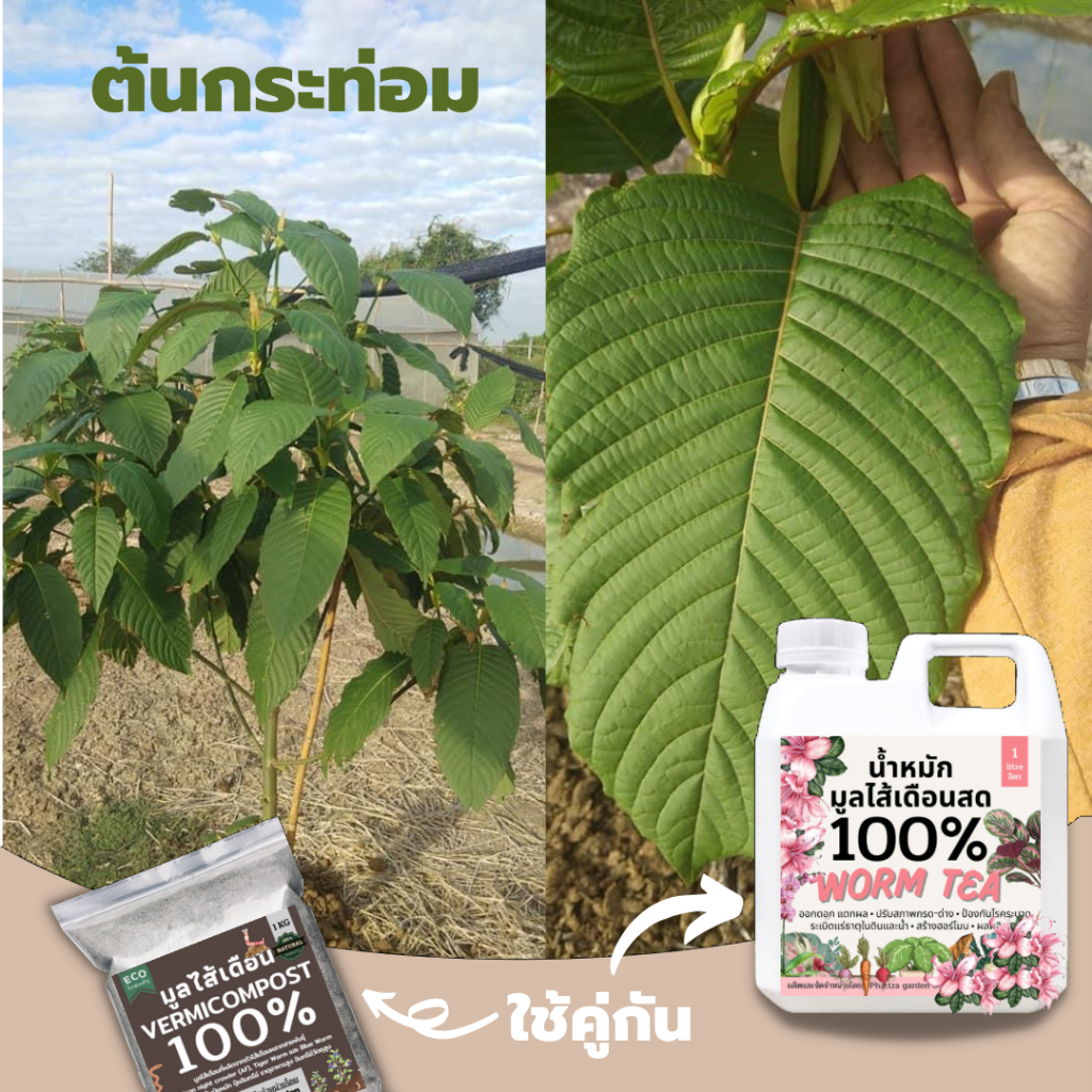 ส่งฟรี มูลไส้เดือน ปุ๋ยมูลไส้เดือน (20kg) ปุ๋ยหมักผสมมูลไส้เดือน สูตรเพิ่มธาตุอาหาร คุณภาพสูง ราคา ถูกที่สุด ดีลบีเคเค แกลเลอรีภาพที่ 4