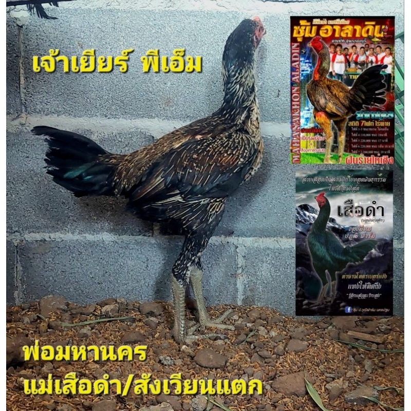 ไข่เชื้อไก่ชนลูกชายมหานครvipค่าตัว30,000เข้าผสมแม่ไก่สายส.มีสุวรรณ