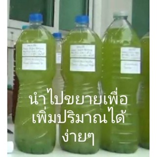 จุลินทรีย์ สังเคราะห์แสงสีเขียว( Green Non-sulfur Photosynthetic Bacteria )เพิ่มธาตุอาหารในเดิน