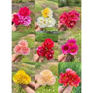 กิ่งแพรเซี่ยงไฮ้ 1 กก แถมครึ่ง กก คุ้มสุดๆได้ถึง 15 สี