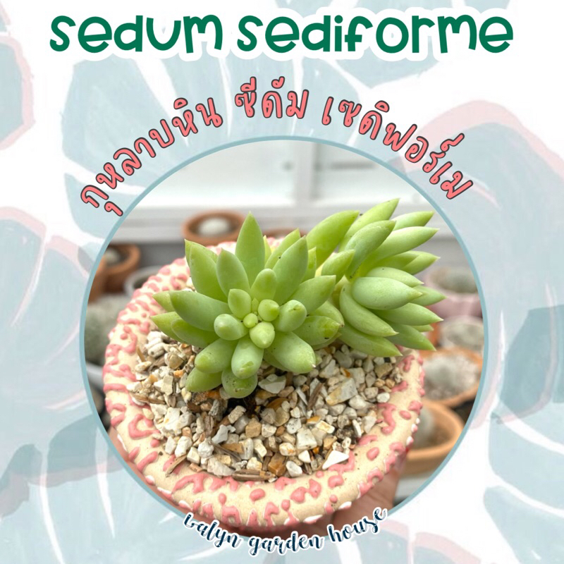 🍀🌹 กุหลาบหินซีดัม เซดิฟอร์เม (sedum sediforme) ไม้อวบน้ำน่ารัก 🩷🤍