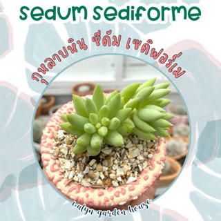 🍀🌹 กุหลาบหินซีดัม เซดิฟอร์เม (sedum sediforme) ไม้อวบน้ำน่ารัก 🩷🤍