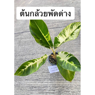 กล้วยพัดด่าง🌿ต้นที่ส่ง คือ ต้นในรูป📌รับประกันความเสียหายจากการขนส่ง