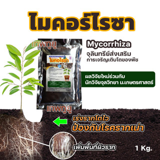 ไมคอร์ไรซ่า MYCORRHIZA แท้ป้องกันเชื้อรารากไม้และต้นทุเรียน [ถุงใหญ่ 1 Kg]