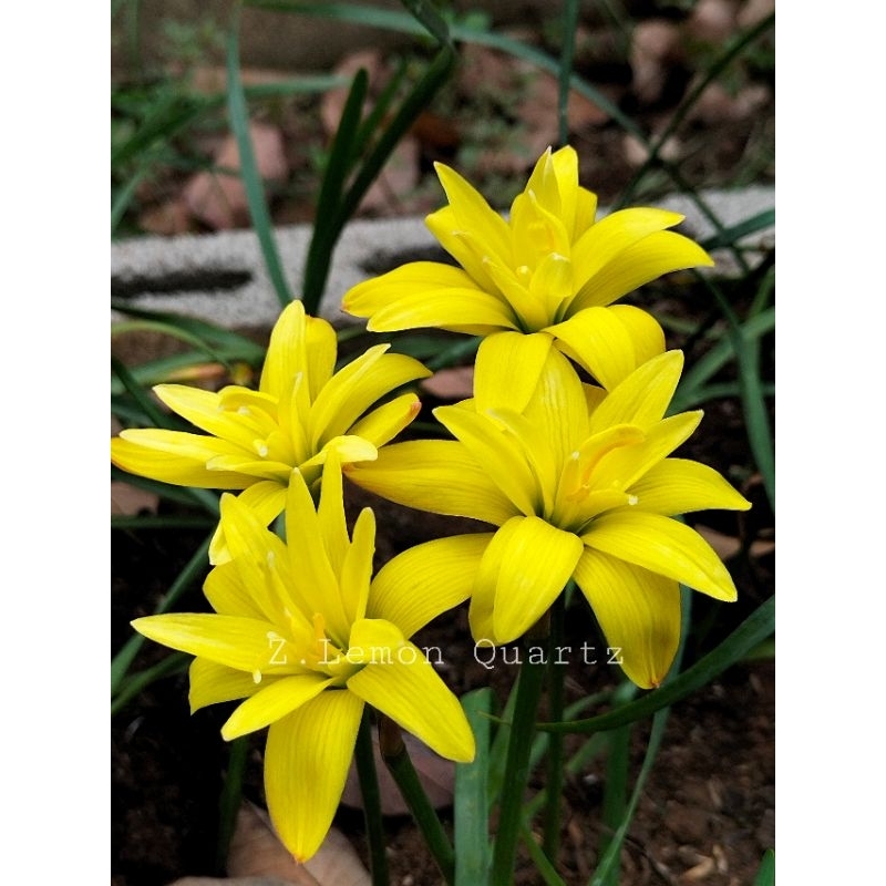 บัวดิน Z.Lemon Quartz สีเหลืองเขียวมะนาวสวยมากคะแตกกอดีมาก.ชุดละ3หัว50