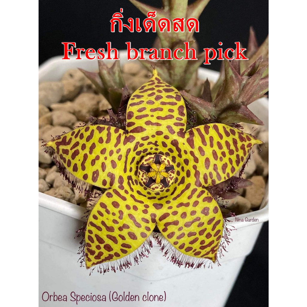 เก๋งจีน Orbea Speciosa(Golden clone) *กิ่งเด็ดสด* แคคตัส ไม้อวบน้ำ Cactus and Succulent