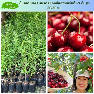 [ต้นกล้านำเข้า] ต้นกล้าเชอรี่แดงอเมริกา ต่อกิ่งสูง 20-50ซม. ทนโรคแมลงศัตรูพืชได้ดีเยี่ยม เหมาะกับหลายๆ ภูมิอากาศ