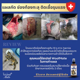 WoofMate สเปรย์ดูแลแผลสัตว์ 1000ml | สัตวแพทย์แนะนำ | หมา แมว กระต่าย | เชื้อรา คัน ยีสต์ แผลต่างๆ