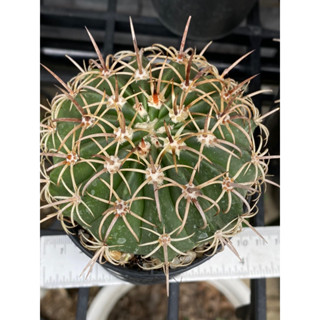 เมโลหนามตะกร้อ แคคตัสราคาถูก Melocactus กระถาง3นิ้ว ต้นใหญ่มาก