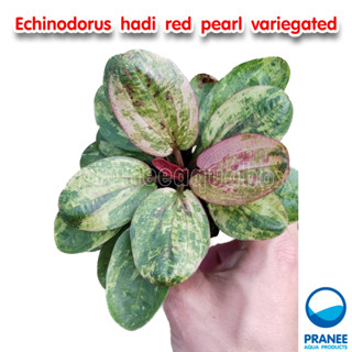 Echinodorus hadi red pearl variegated ด่าง ต้นไม้น้ำ ไม้น้ำพร้อมปลูก ต้นไม้น้ำตกแต่งตู้ปลา ไม้น้ำ