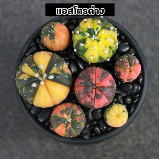 [ถูกที่สุด]แอสโตรด่าง cactus and succulent,plant,Astro กระบองเพชร แคคตัส ต้นไม้ tree ไม้ด่าง