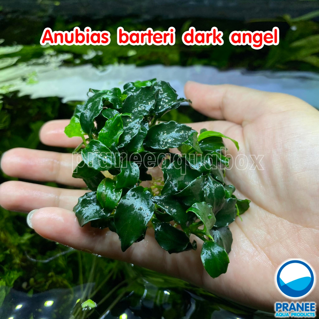 Anubias barteri dark angel ต้นไม้น้ำพร้อมปลูก ตกแต่งตู้ปลา ไม้น้ำ