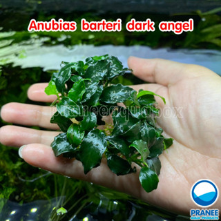 Anubias barteri dark angel ต้นไม้น้ำ ไม้น้ำพร้อมปลูก ต้นไม้น้ำตกแต่งตู้ปลา ไม้น้ำ