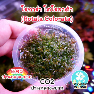 โรทาร่า โคโรลาต้า[Rotala Colorata] ไม้เนื้อเยื่อ เพาะจาก Lab ปลอดเชื้อ (พร้อมส่ง)