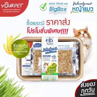 [ราคาส่ง] หญ้าแมว [ Big Box ] เมล็ดพันธุ์สดใหม่ ครบชุดพร้อมปลูก กล่องผลิตใช้สำหรับปลูกต้นอ่อนข้าวสาลีโดยเฉพาะ