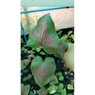 บอนสีอินทรรังสรรค์caladium