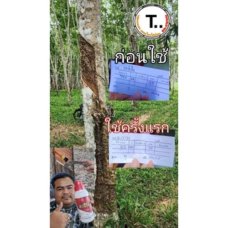 พาราไวท์ฅนขี่ม้าเพิ่มน้ำยางไม่มีสารเร่งปุ๋ยน้ำเพิ่มผลผลิตต้นสมบูรณ์ธาตุเสริมรส.2111185/2565กรมวิชาการเกษตร(หนุ่มทองแดง )